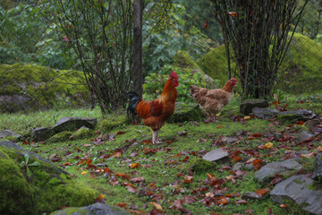 Traveler hiking in mountains clouds landscape