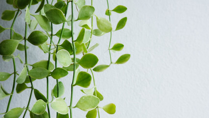 Obraz premium Tropical leaves on white background. Summer concept. copy space 