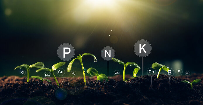 Fertilization and the role of nutrients in plant life with digital mineral nutrients. Seedlings are exuberant from abundant loamy soils. 