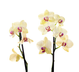 moth orchids in studio