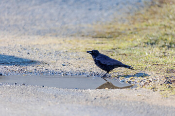 A crow drinks water at a puddle on a dirt road