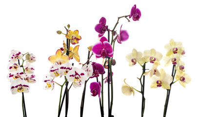 moth orchids in studio