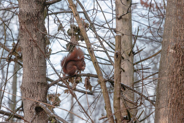 A squirrel sits between green leaves on a branch