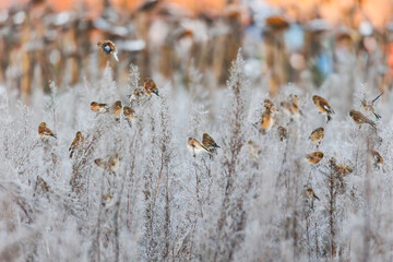 Various songbirds peck seeds from faded sunflowers in winter