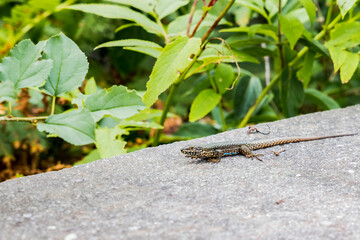 Wall lizard on the stone steps to the Peace Church at the Europe Bridge
