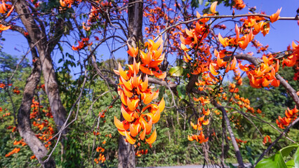 Beautiful red Bastard Teak Flower flowers against a blue sky in a green natural forest park with...