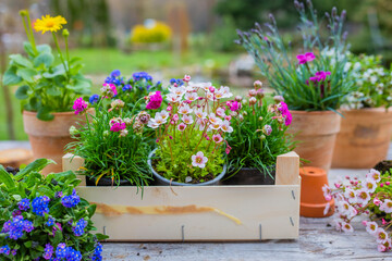 Fototapeta na wymiar Seedlings of spring flowers on a table in the garden.