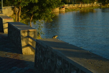 ducks on the bridge