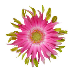 Macro photo gerbera flower on white isolated background.