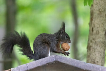 A squirrel sits between green leaves on a branch