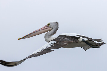 Australian Pelican flying, Tuross Head, NSW, January 2022