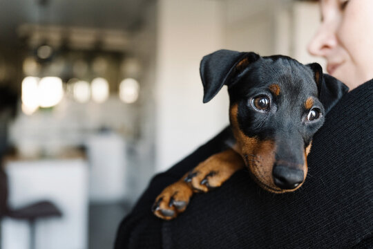 Woman carrying Miniature Pinscher dog at home