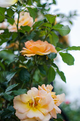 Beautiful fresh roses grow outdoors in the summer