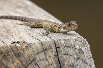 Eastern Water Dragon juvenile, Tuross Head, NSW, January 2022