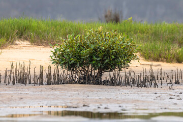 Grey Mangrove small tree, Tuross Head, NSW, January 2022