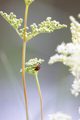 Ladybirds on the flowers of the meadowsweet plant