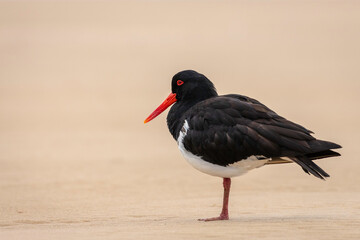 Pied Oystercatcher, Tuross Head, NSW, January 2022