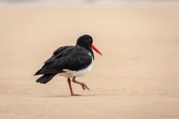 Pied Oystercatcher, Tuross Head, NSW, January 2022