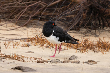 Pied Oystercatcher, Tuross Head, NSW, January 2022
