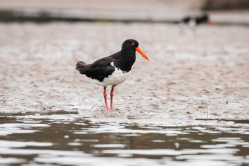 Pied Oystercatcher, Tuross Head, NSW, January 2022