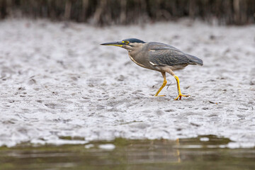 Striated Heron, Tuross Head, NSW, January 2022