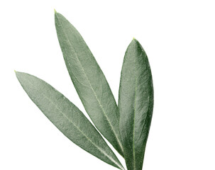 Photo of green olive leaves isolated on white background