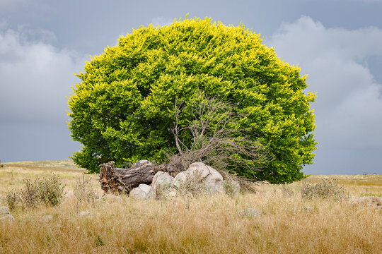 Tree with storm clouds, Braidwood, NSW, January 2022