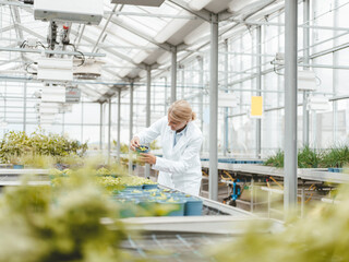 Agronomist doing research on plants in greenhouse