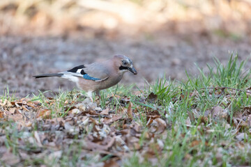 A jay sits on the branch of a spruce in the forest