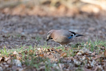 A jay sits on the branch of a spruce in the forest