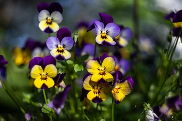 Tuinposter blooming pansies against blurred background © were