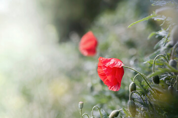Czerwone majowe maki z kropelkami porannej rosy na rozświetlonej promieniami łące. Tapeta, obraz.   © Janusz
