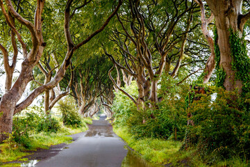 Spectacular Dark Hedges in County Antrim, Northern Ireland on cloudy foggy day. Avenue of beech trees along Bregagh Road between Armoy and Stranocum. Empty road without tourists