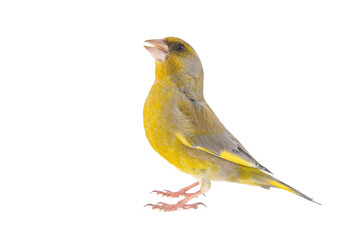 Greenfinch isolated on a white background. Carduelis chloris
