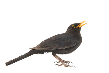 Side view of a blackbird, isolated on white background. Turdus merula. Blackbird songbird