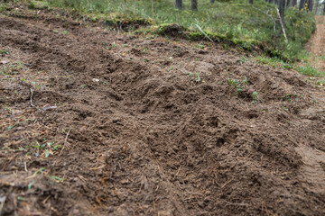 Forest motorcycle trails in the ground, with visible tyre marks.