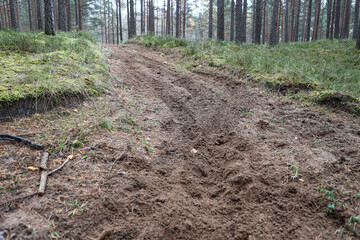 Forest motorcycle trails in the ground, with visible tyre marks.