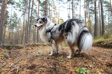 Obraz premium blue merle sheltand sheepdog standing near blue ball.