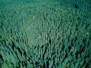 Wild boreal pine forest seen from above on a bright summers day.
