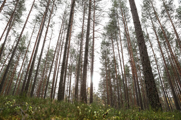 Wide angle forest view in pine tree forest.