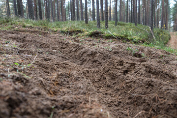 Forest motorcycle trails in the ground, with visible tyre marks.