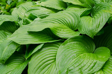 Green bush of Hosta with beautiful leaves in summer. Decorative plant for garden
