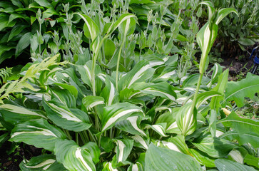 Green bush of Hosta with variegated leaves and beautiful flowers for garden.
