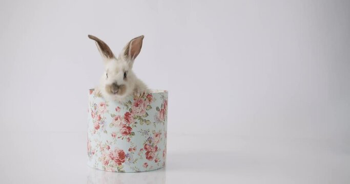 A cute little rabbit poses on a white background in a gift box. Happy Easter. Cute fluffy bunny, Lovely Animal concept. Easter holiday concept. Easter Banner for text message