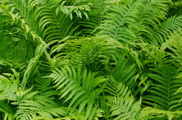 Great green bush of fern with green leaves in forest or in botanical garden.