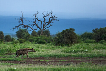 Spotted Hyena - Crocuta crocuta, closeup picture of powerfull African carnivore, Amboseli, Kenya.