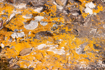 Yellow strains from moss on the surface of the rock.