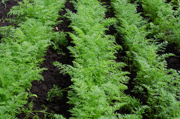 Fototapeta premium Fresh Organic Carrot Growing in Garden Carrot on Garden Bed
