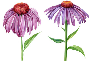 Purple Flowers echinacea on a white background. Watercolor botanical illustration. Medical herbs - obrazy, fototapety, plakaty