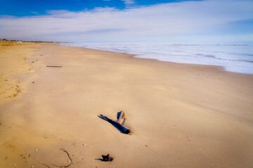 Rotting wood on the beach